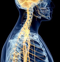 CBPSpine.jpg